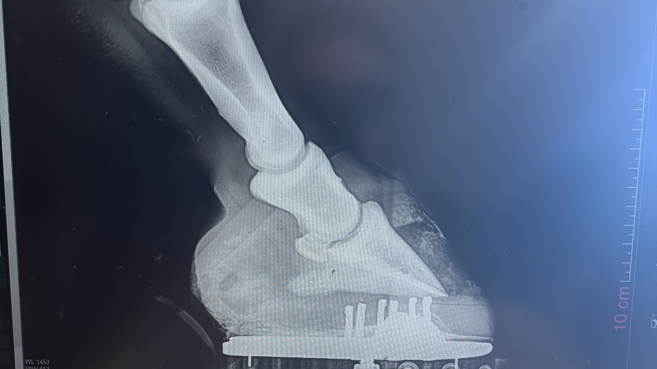 Lateral hoof radiograph after treatment