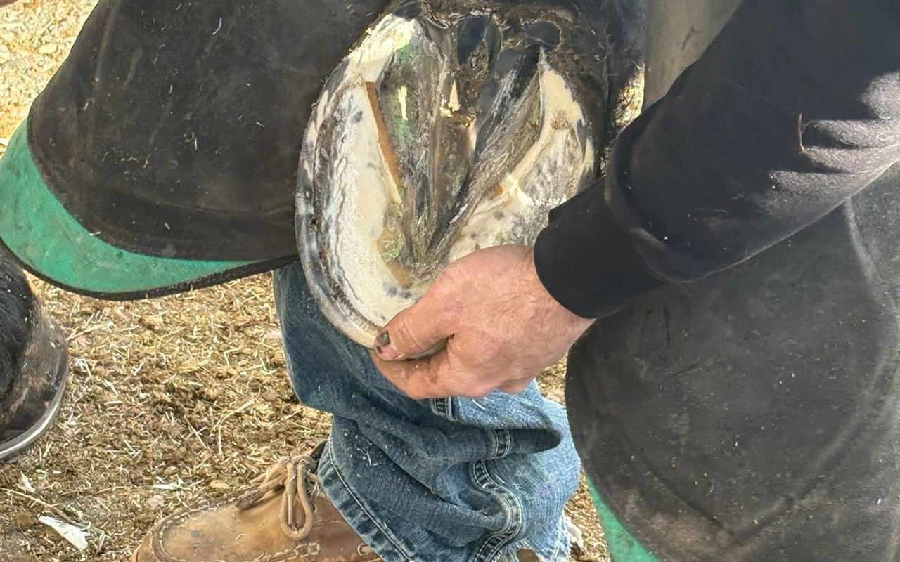 Farrier fitting a shoe, closeup