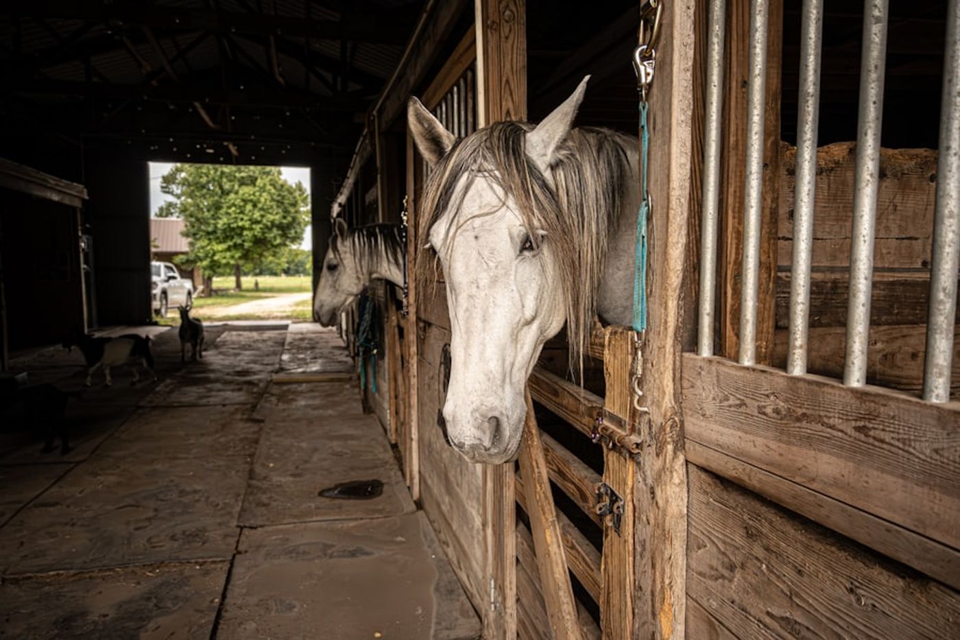 A white horse looking out of a wooden stall in a sunlit barn aisle