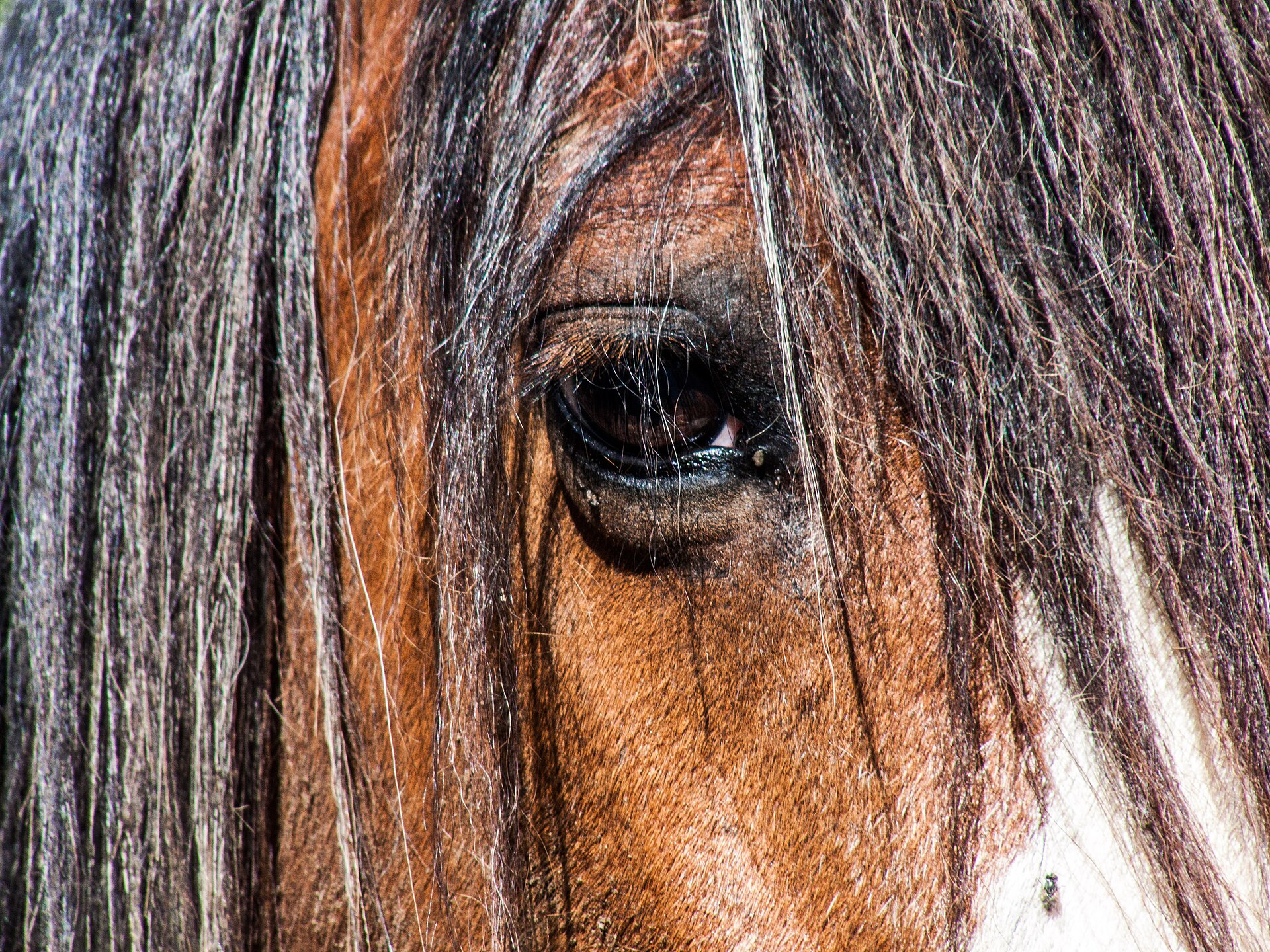 Close-up of a horse's eye and mane