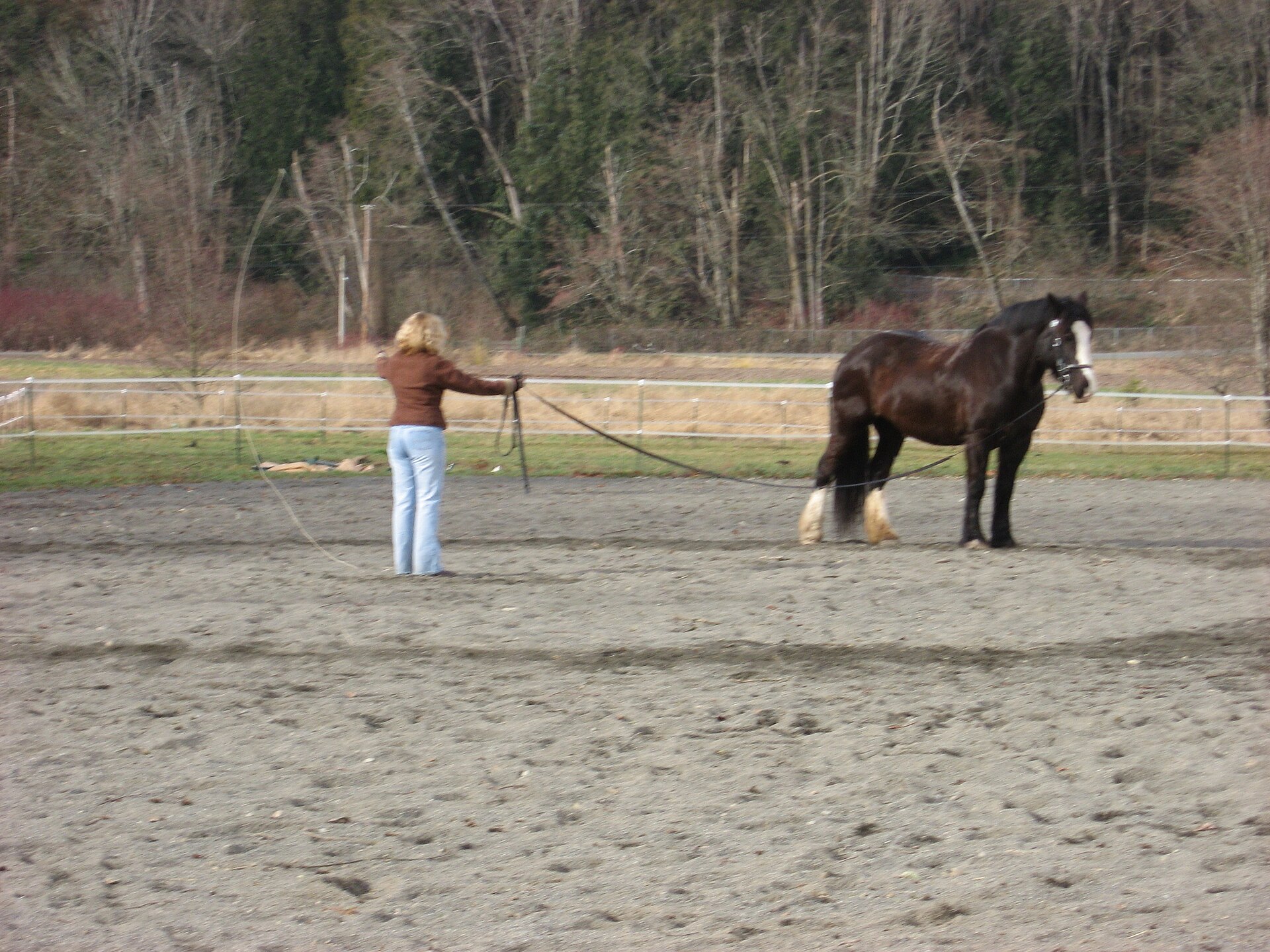 Handler lunging a horse