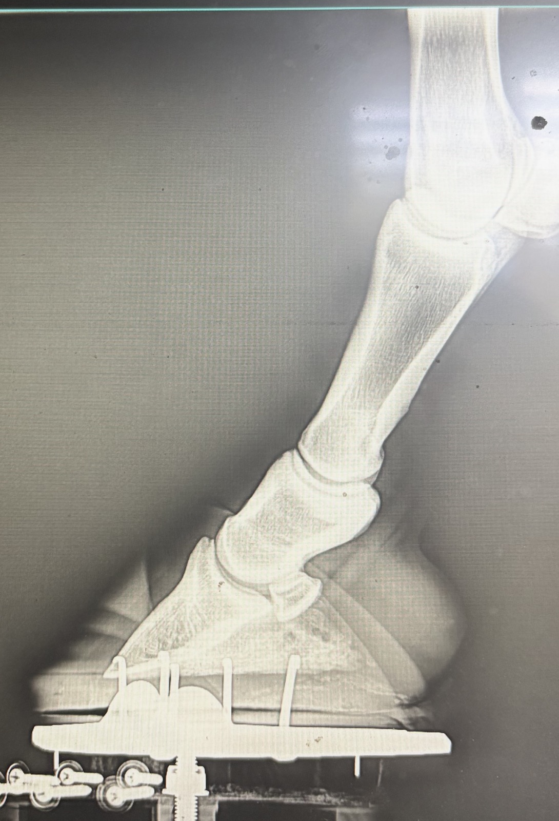 Lateral hoof radiograph showing bony-column alignment and sole depth