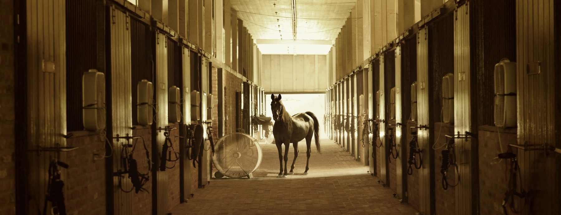 A horse standing in a warm barn aisle at evening